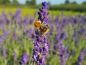 Preview: Lavendel Hidcote Blue bienenfreundlich